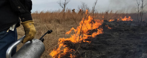 Fire characteristics affect prescribed burn success thumb