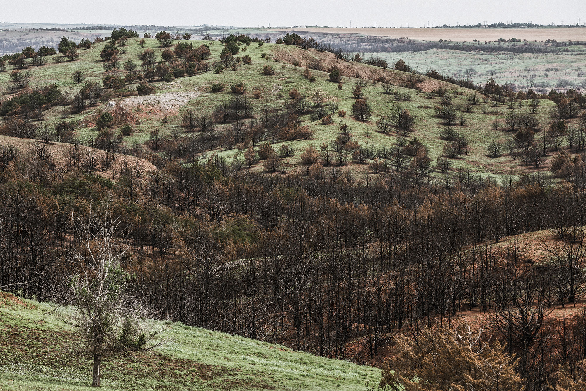 Area damaged by the fire slowly recovers. Area damaged by the fire slowly recovers.