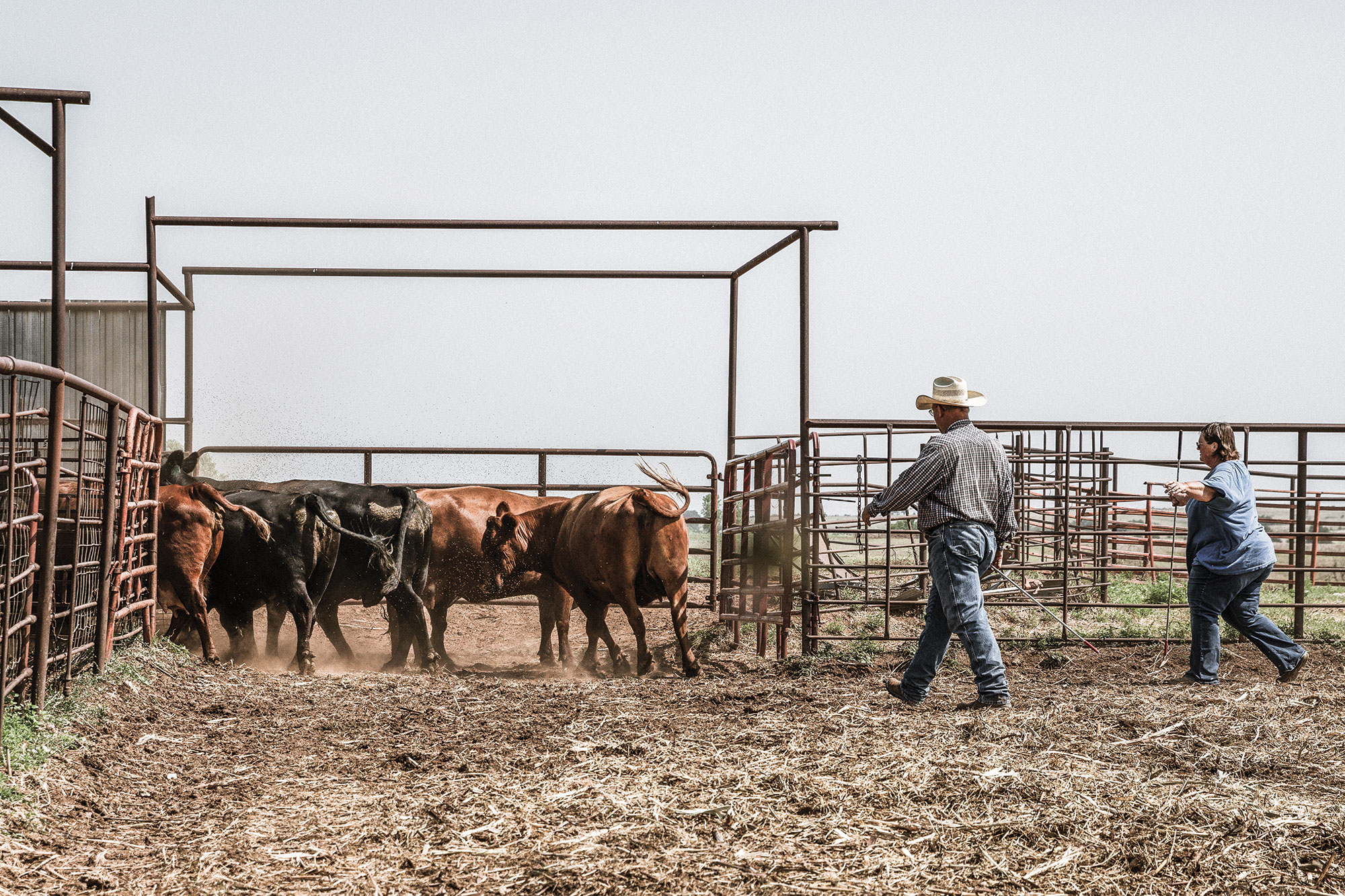Jimmy and Ginger Emmons working with their cattle