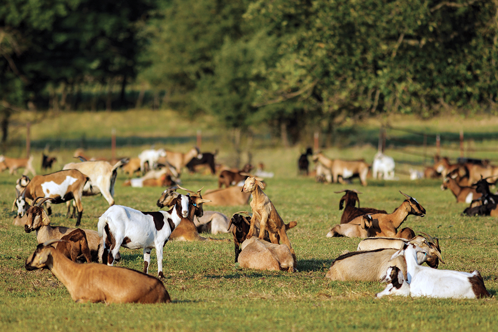 goats graze pasture