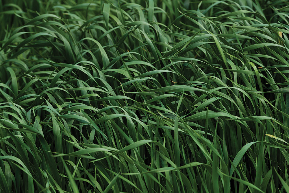 Green lush grasses