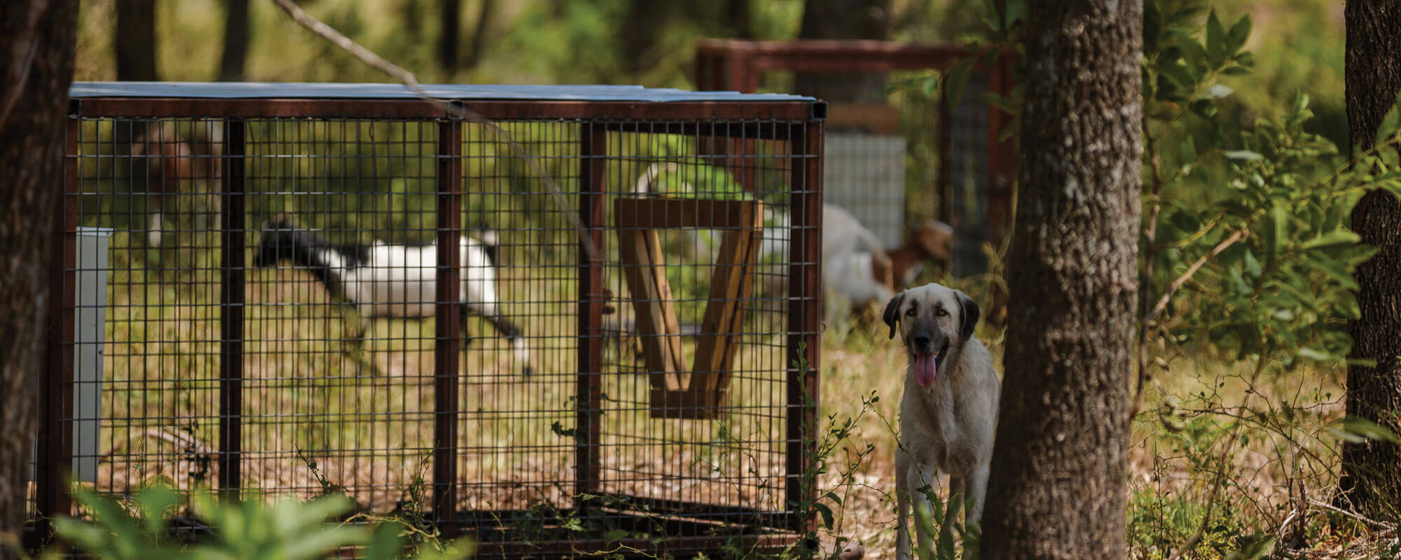 In the Field: Movable Feeding Station for Guardian Dogs