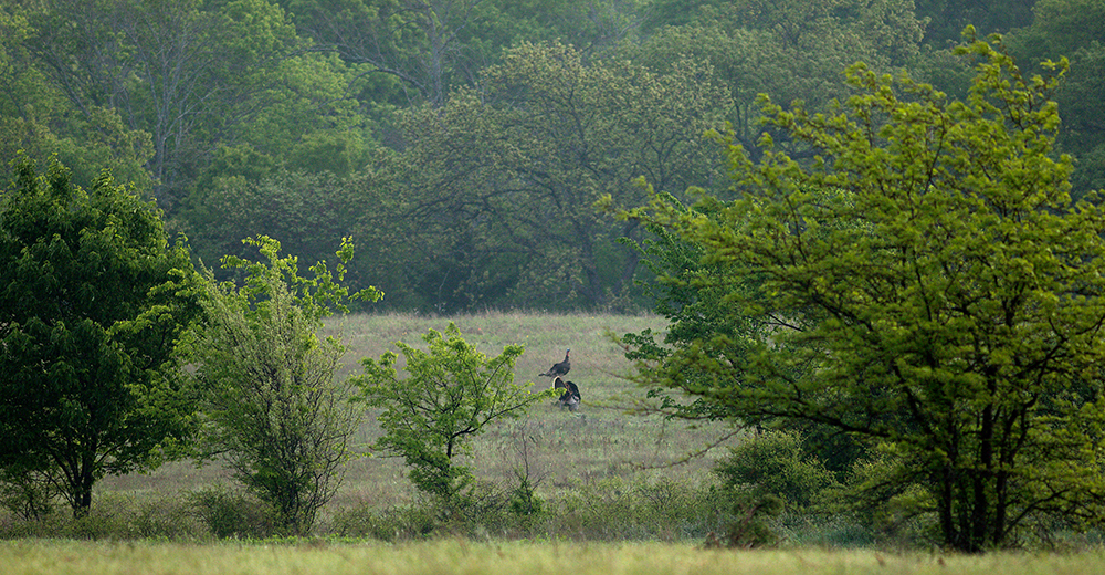 turkeys in field