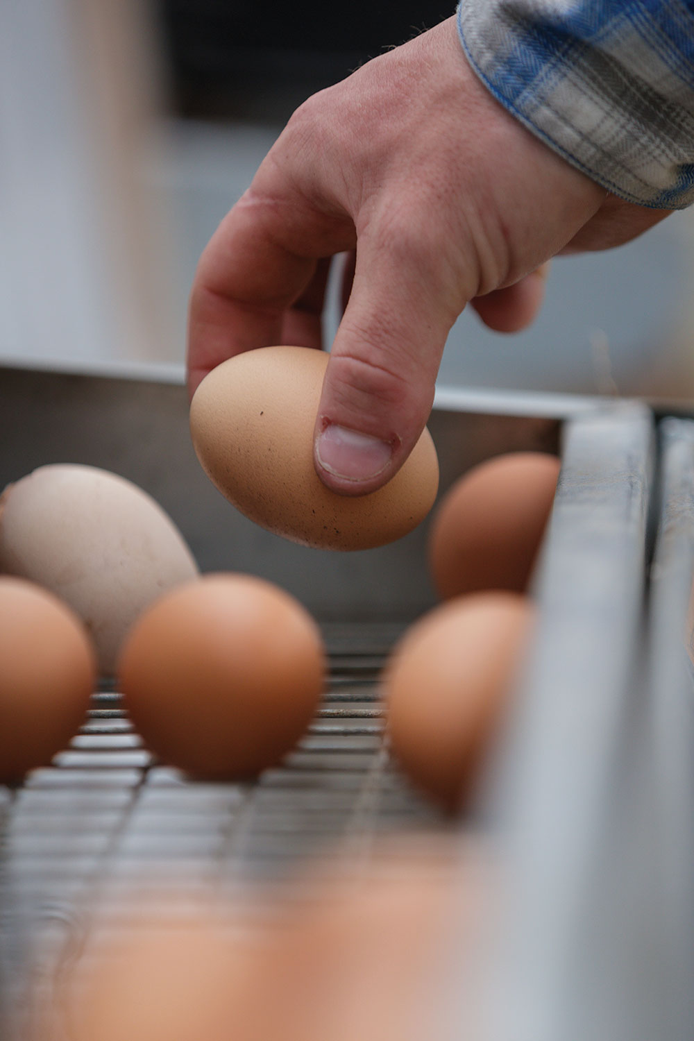 Hand picking up eggs from incubator