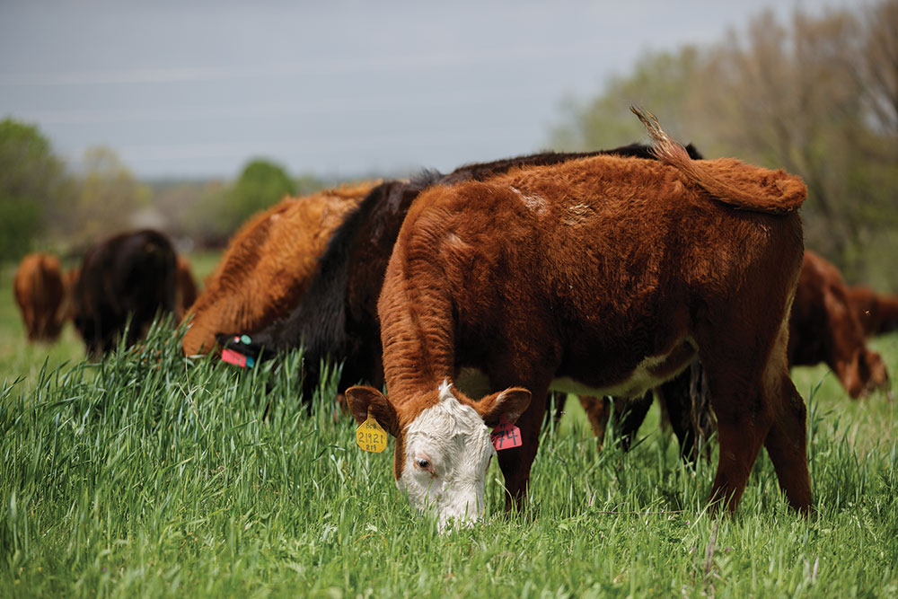 Herd of Cattle grazing green grass