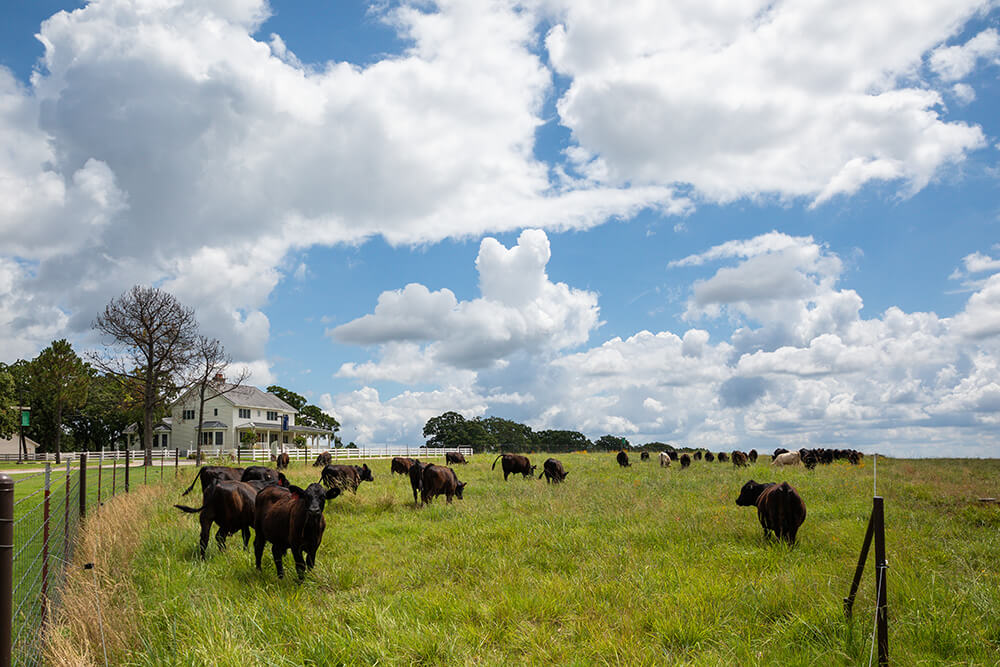Cattle grazing in a fenced pasture in front of a farmhouse.