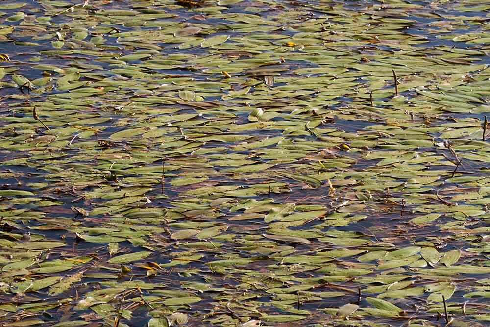 Water location and quality Leaves in water