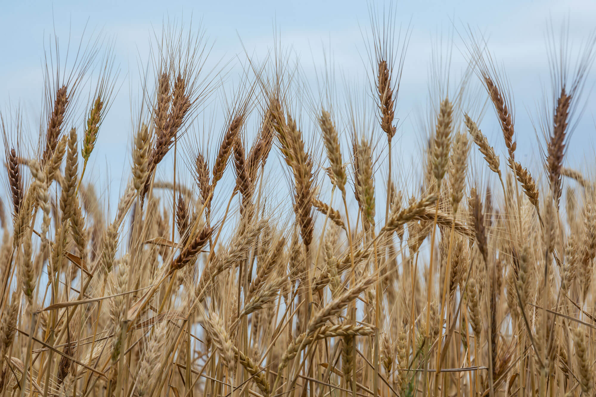 Wheat Wheat