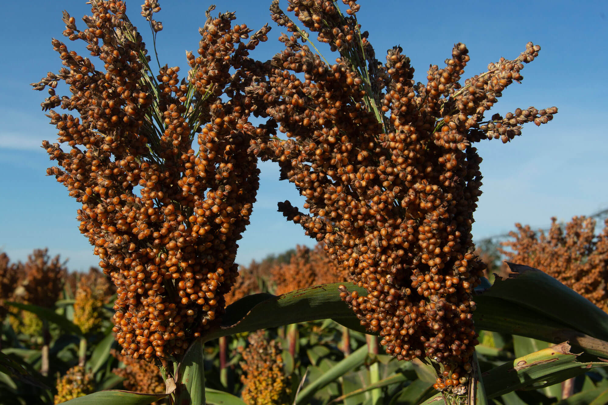 Sorghum or millet Sorghum or millet