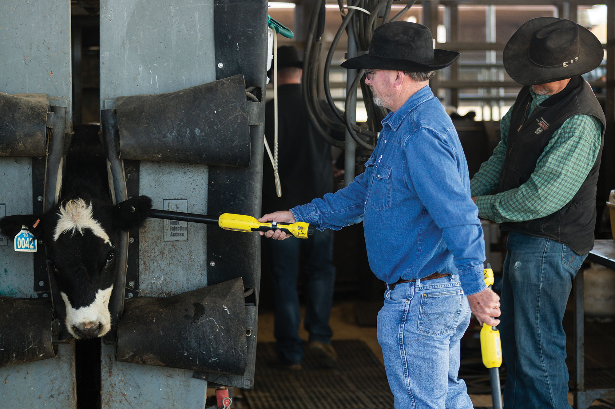Devlon Ford, research associate, waves an electronic reader over a heifer’s electronic identification (EID) tag. The tag number connects to an electronic database that allows the individual animal’s information to be traced throughout its lifetime.