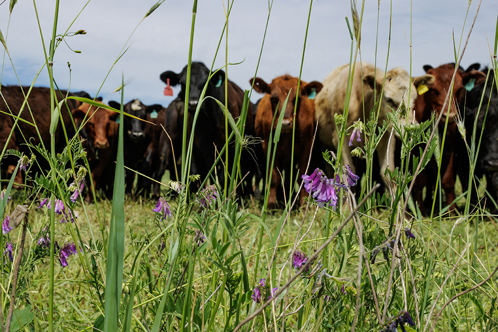cattle in diverse cover crop pasture