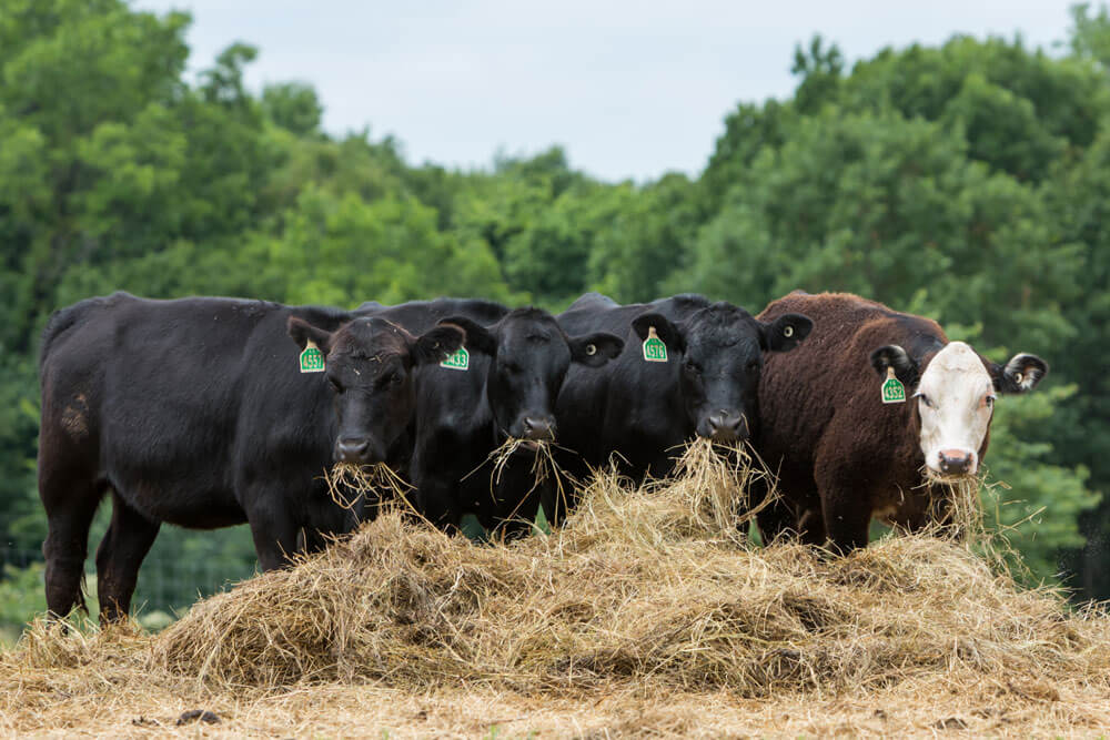 Cattle eating hay