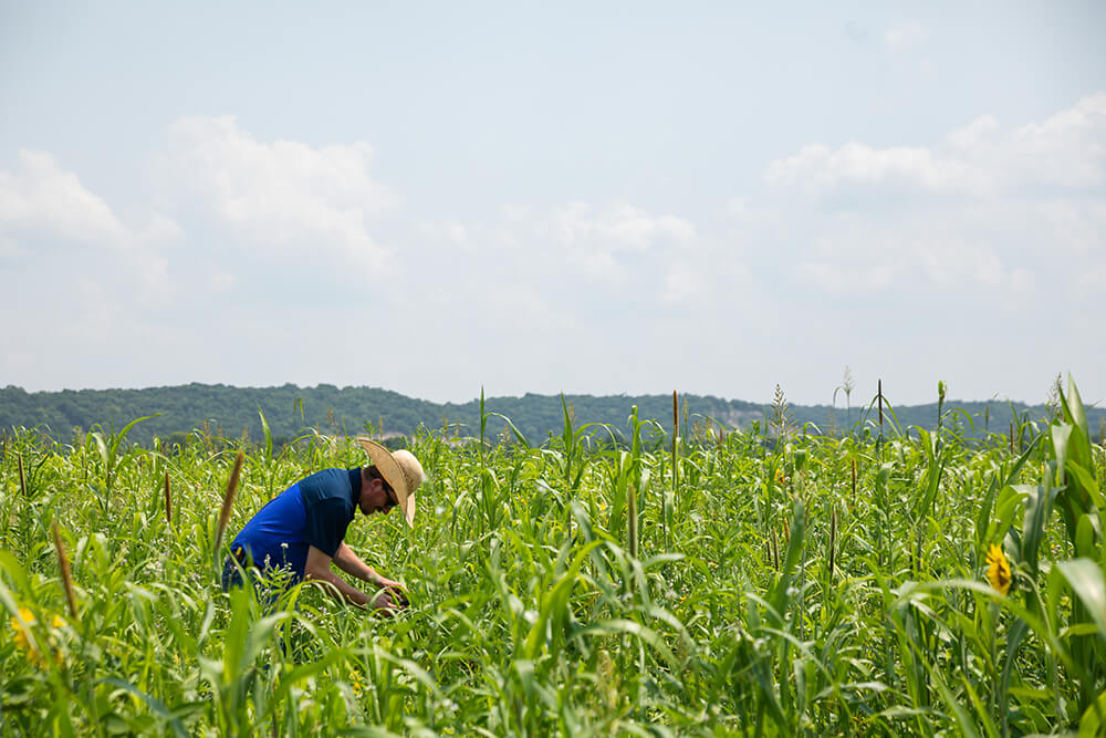 Joe Pokay inspects cover crops at Red River Ranch