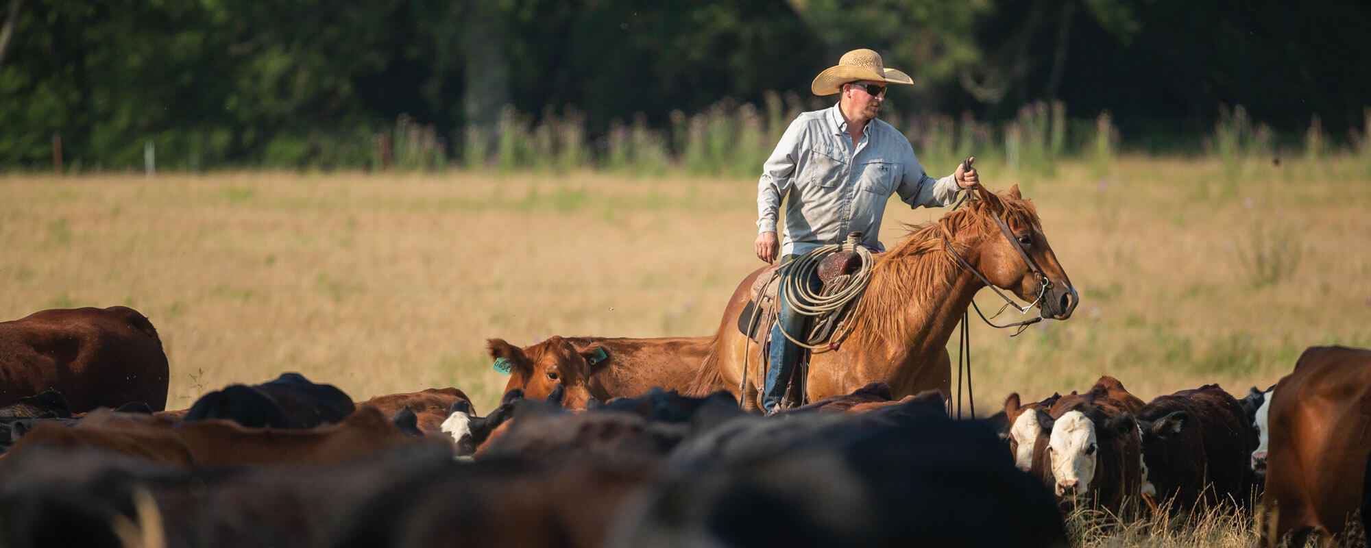 The Art of Regenerative Grazing