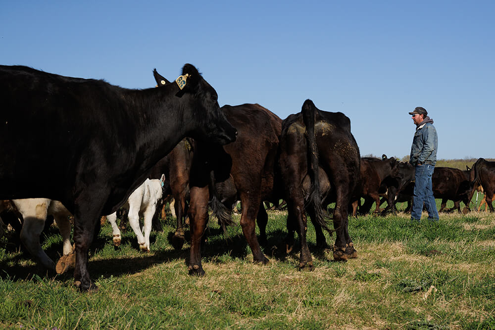 Kevin Pierce working with Cattle at Red River Ranch