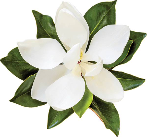 magnolia magnolia