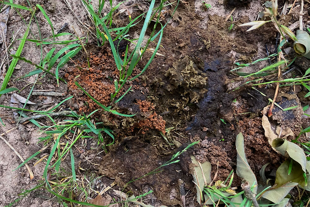 Manure with earthworm castings