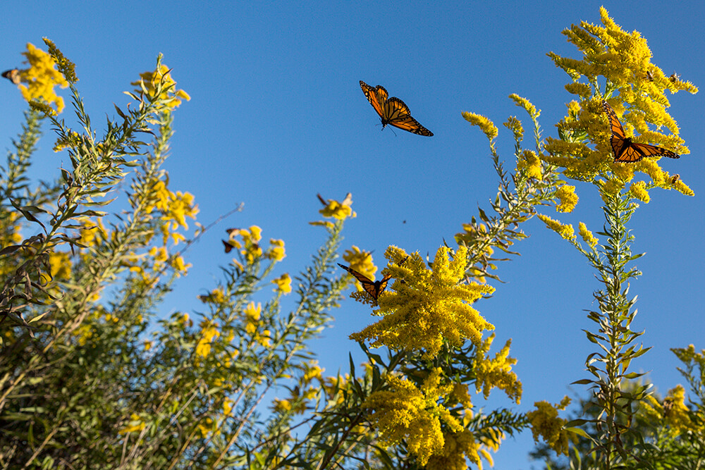 monarch butterflies