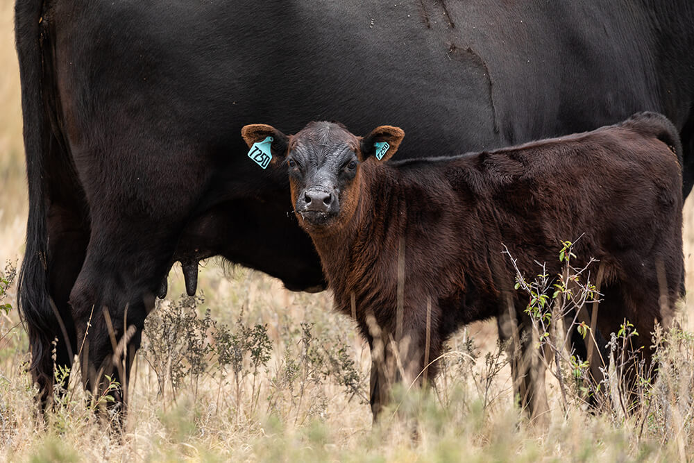 Newborn calf with cow