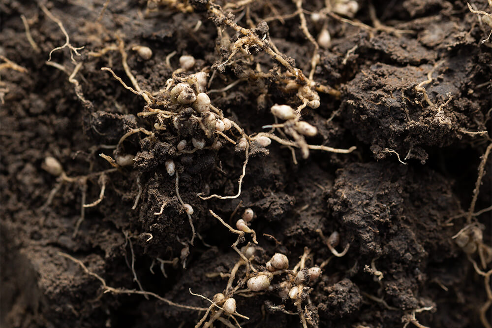 Nitrogen-fixing nodules on plant roots