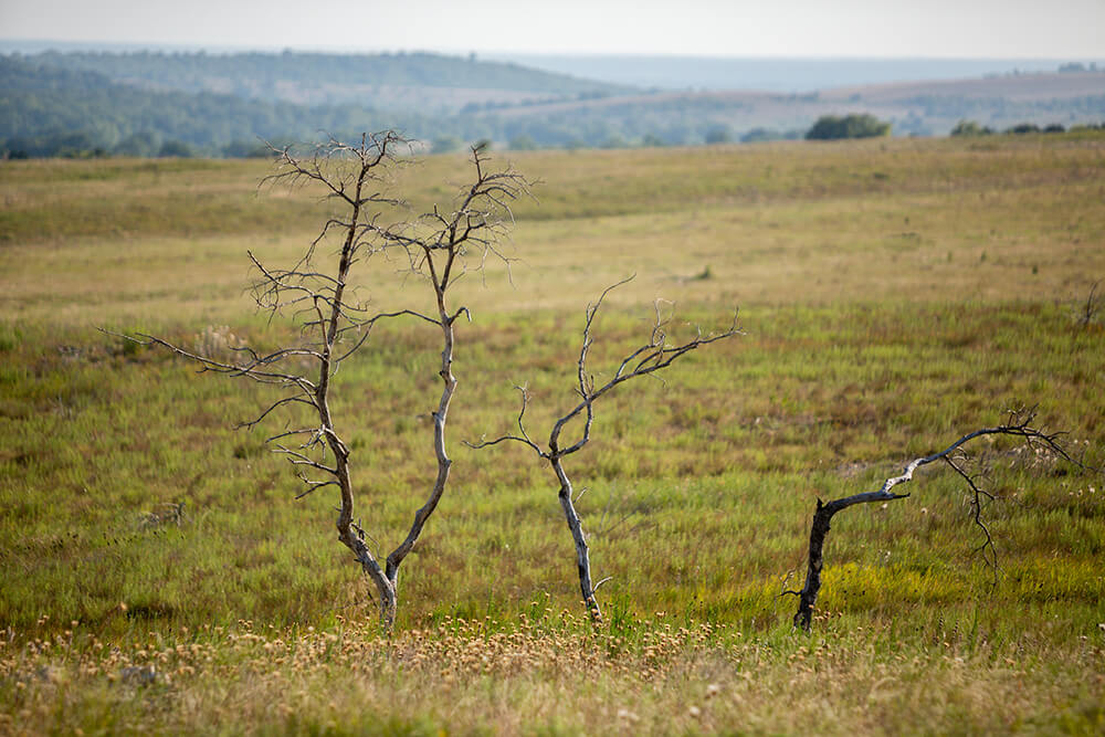 Pasture that has rested after a fire