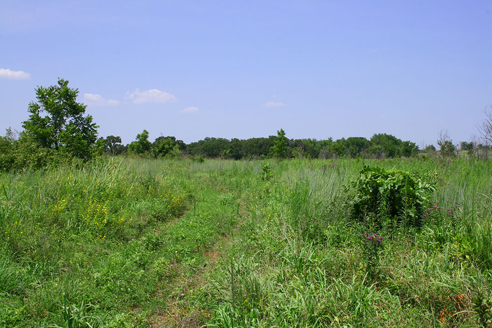 Recently burned pasture with regenerative re-growth