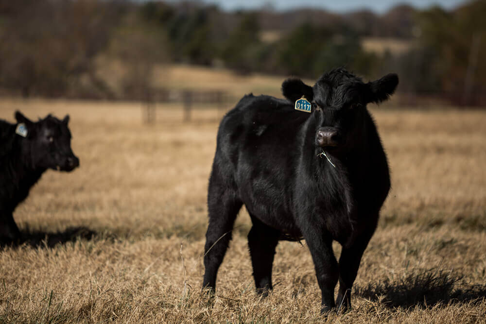 Cattle standing in pasture