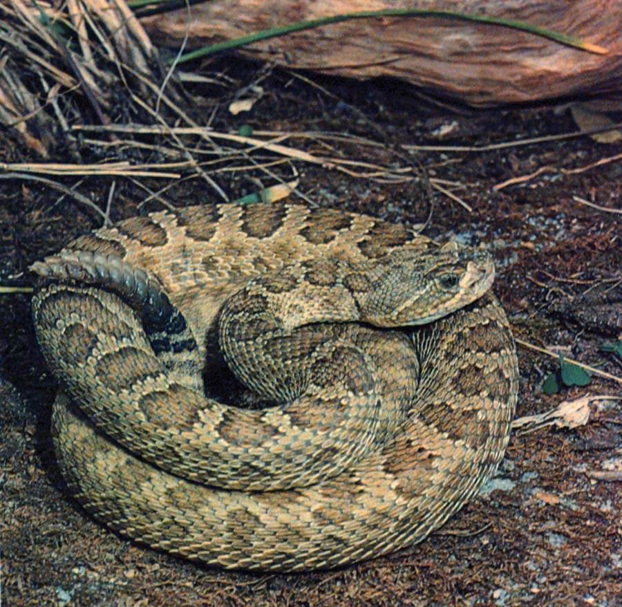 Prairie rattler