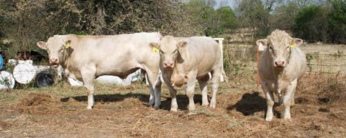 Proper bull selection can increase return on investment thumb