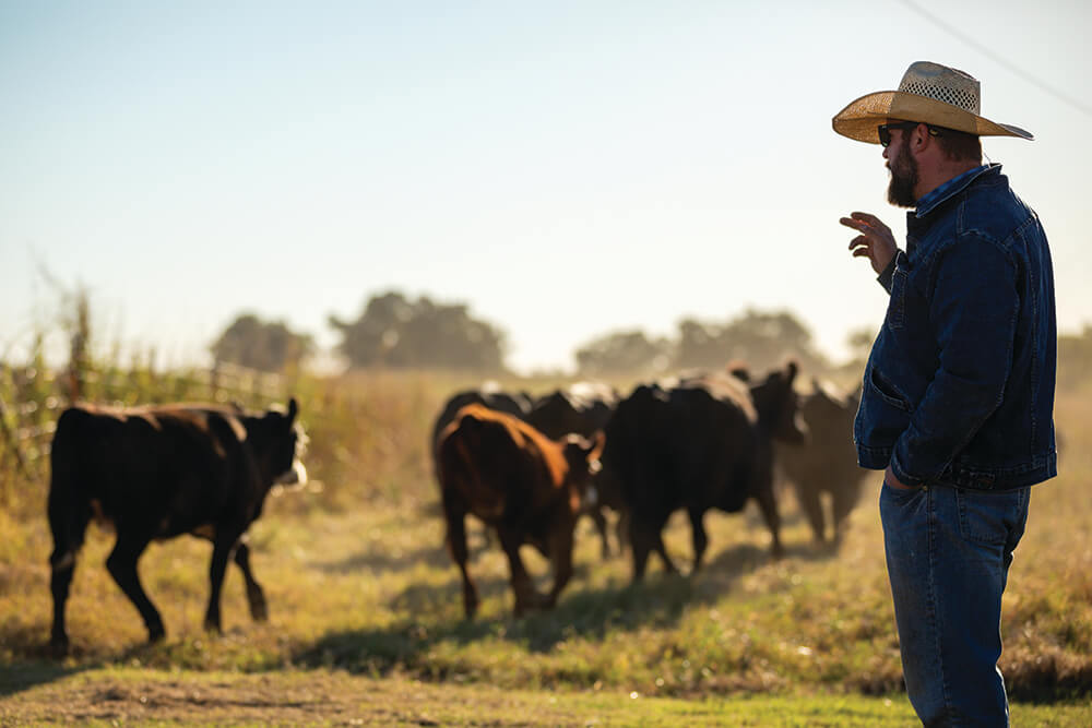 Jeremy Westfall counts cattle in the early morning sun at Oswalt Ranch.
