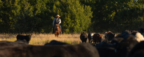 7 Lessons Learned While Switching to Regenerative Grazing thumb