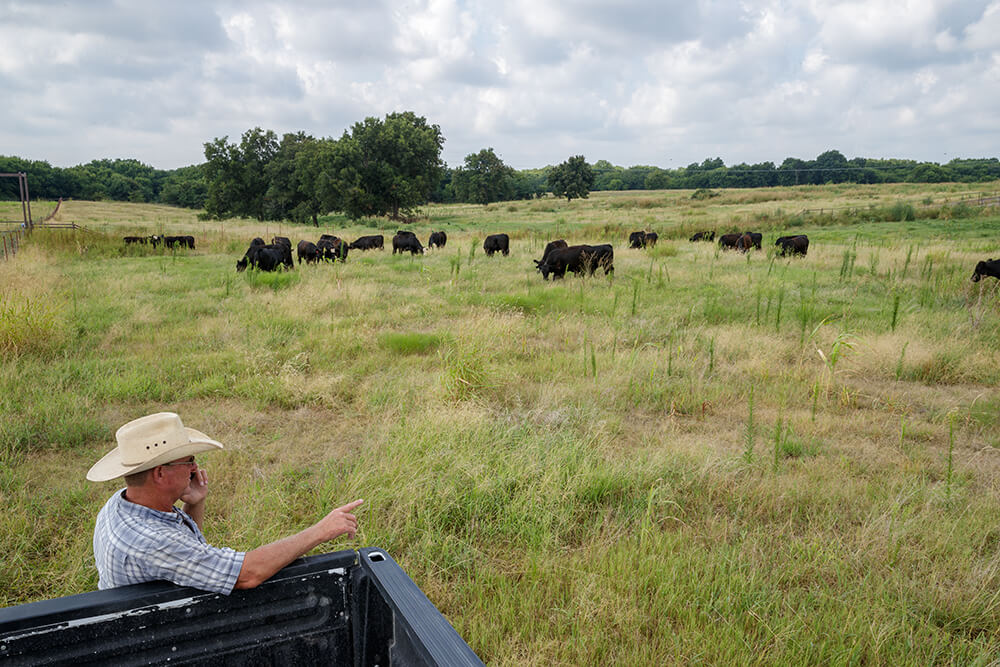 Rancher stands at the tailgate of his pickup truck and talks on his phone as he watches his cattle graze in the distance.
