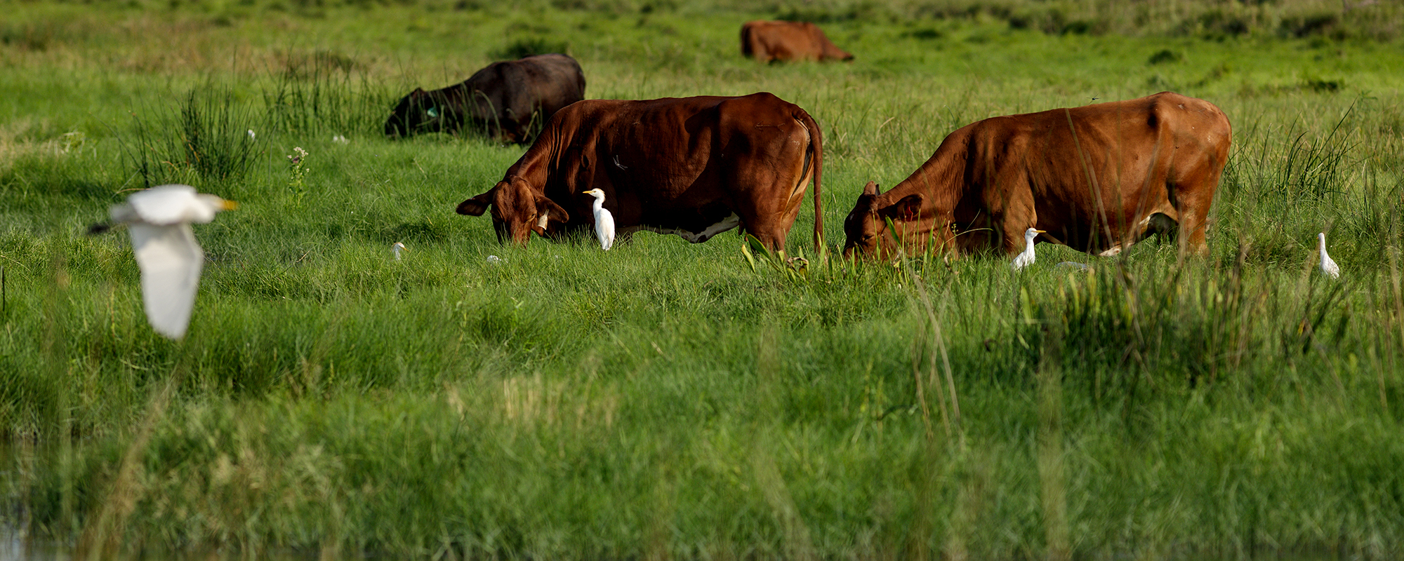 Ranching For The Family 