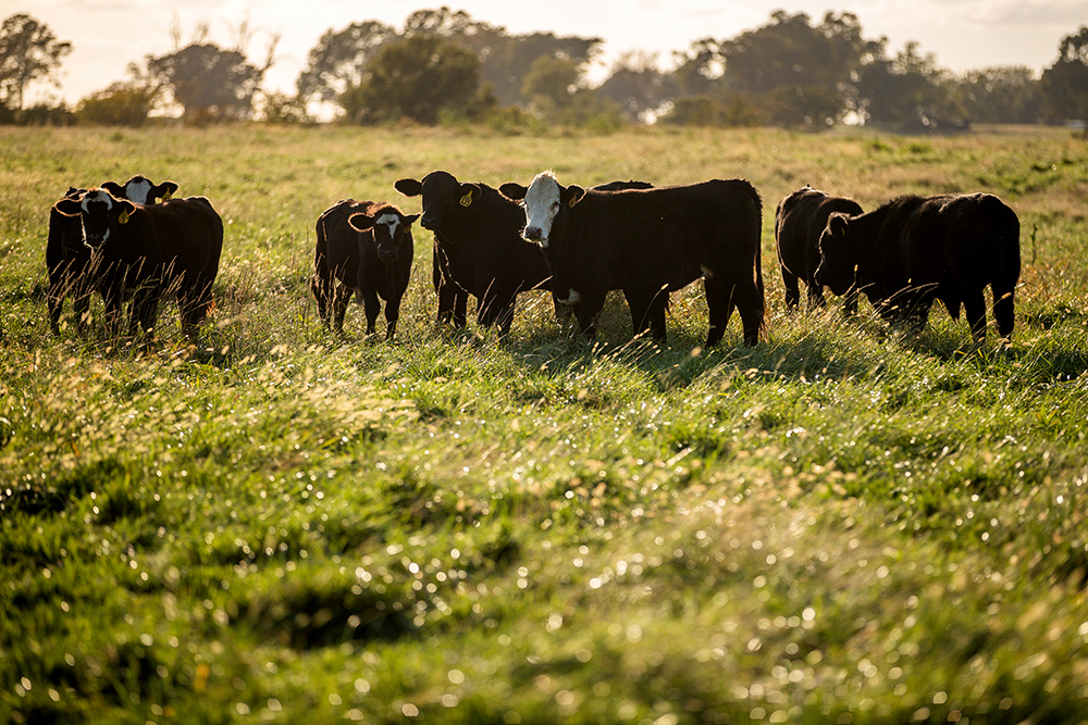 cattle graze on pasture