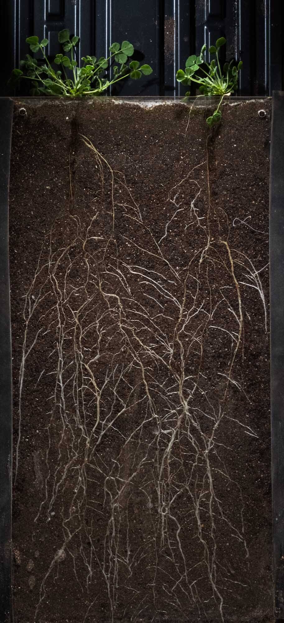 roots roots in soil