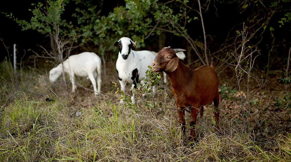 sheep and goats