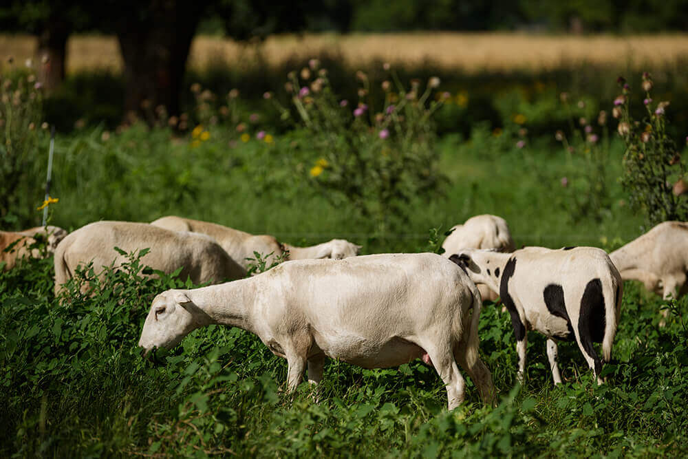 Sheep grazing regenerative growth with forbs