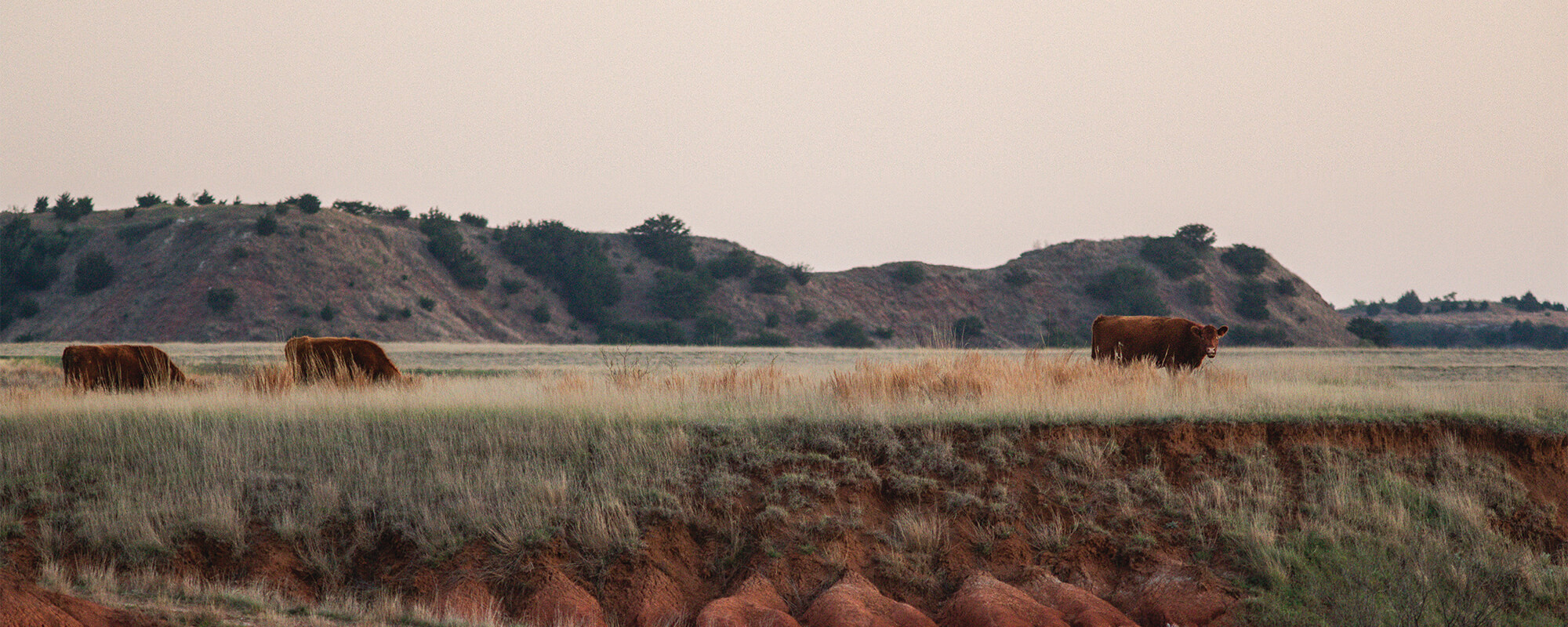 Soil Erosion: Preventing Another Dust Bowl