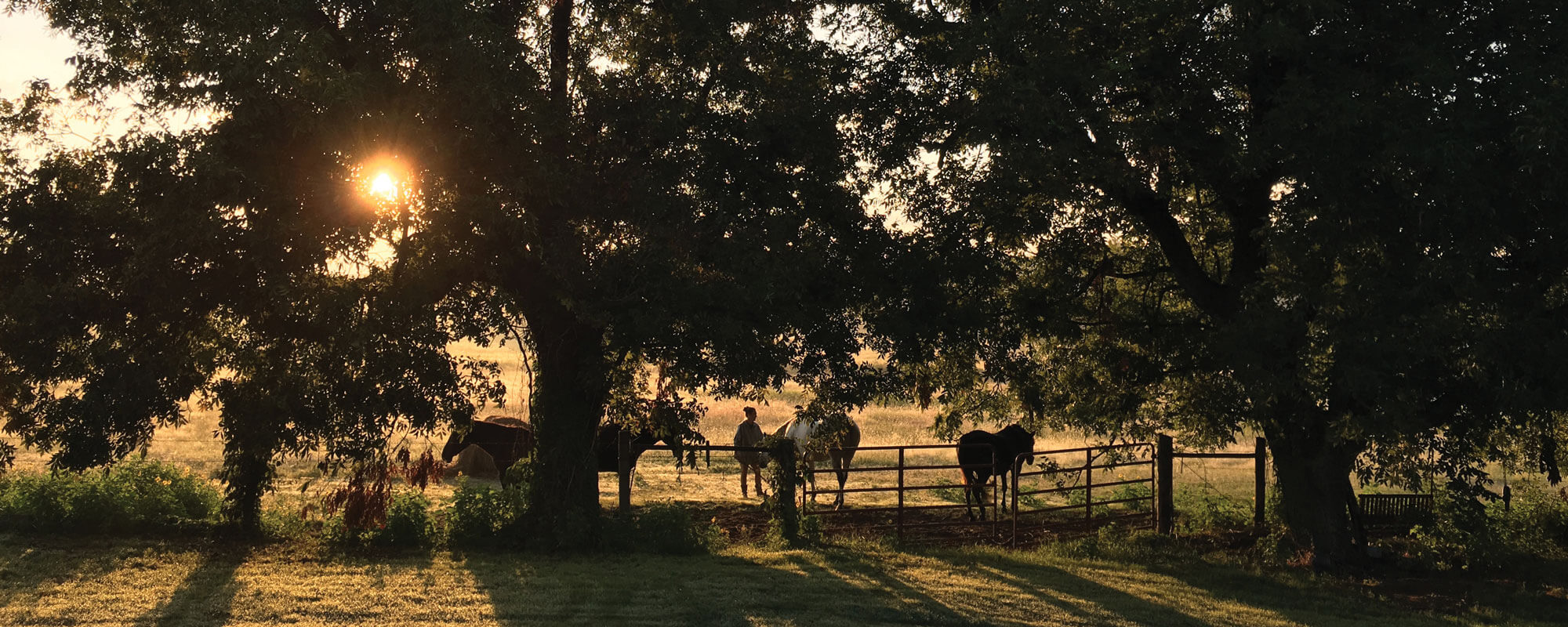 The Farm