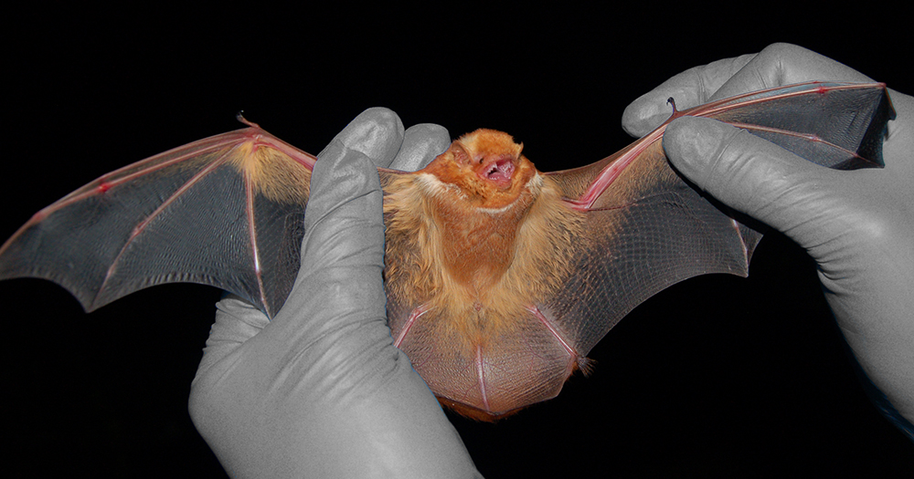 eastern red bat