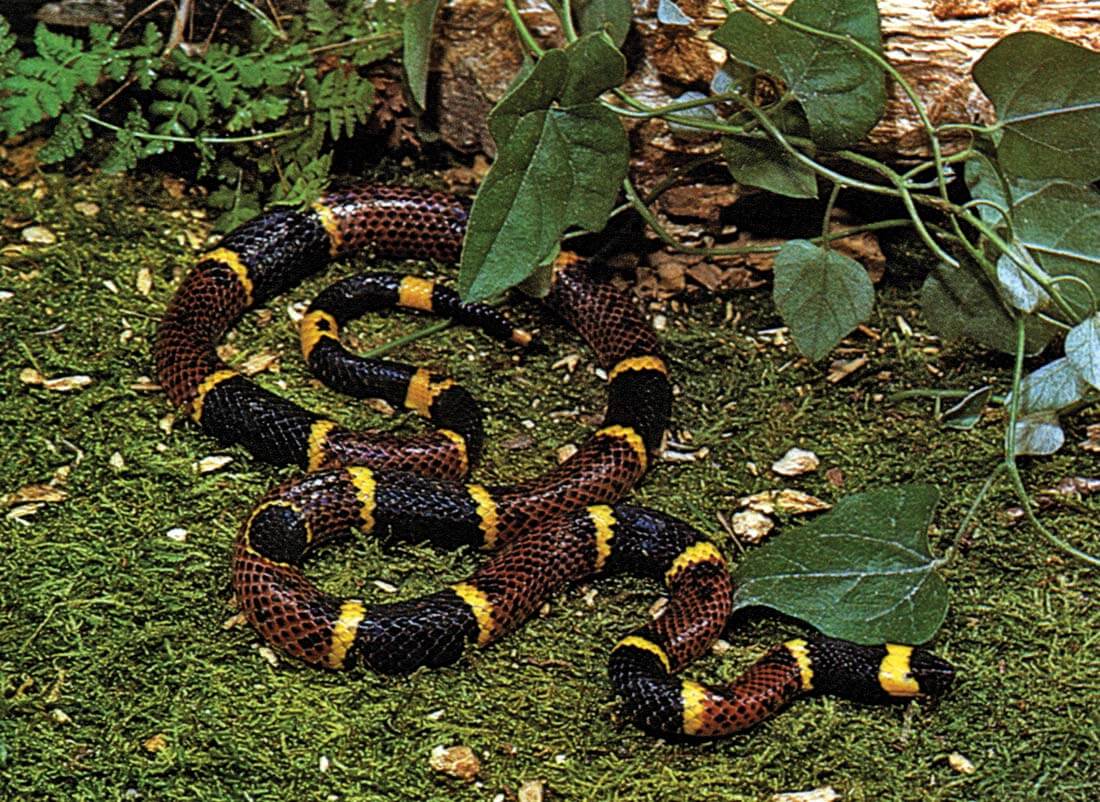 Texas coral snake