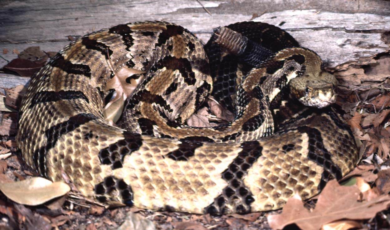 Timber rattlesnake