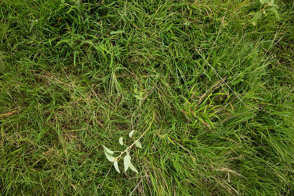 Top down view of grass with very tight spacing