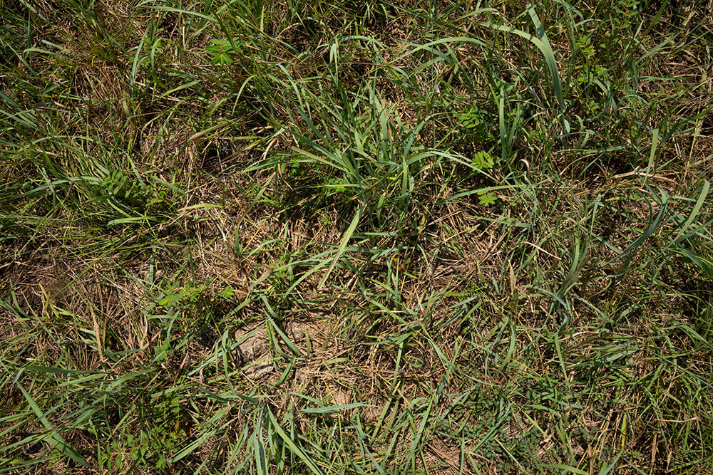 Top down view of pasture with leaf litter