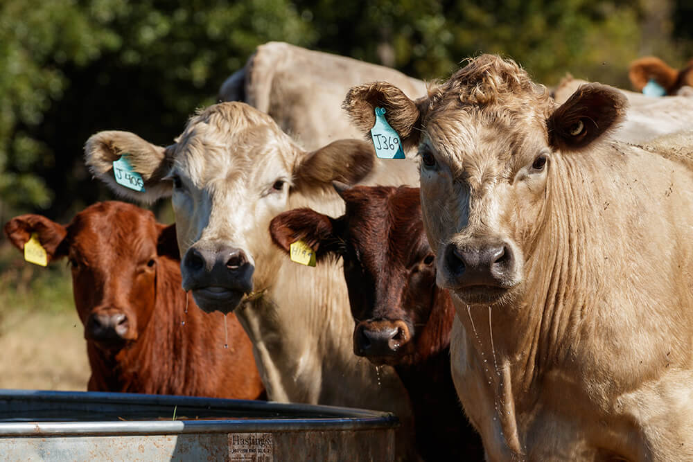 cattle at water trough