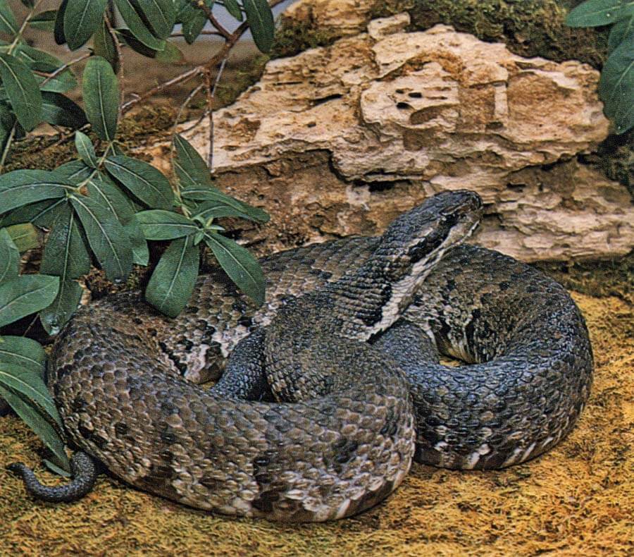 Western cottonmouth