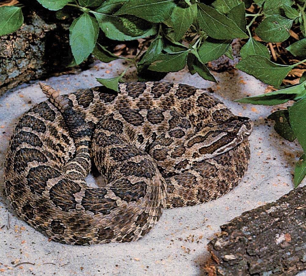 Western massasauga
