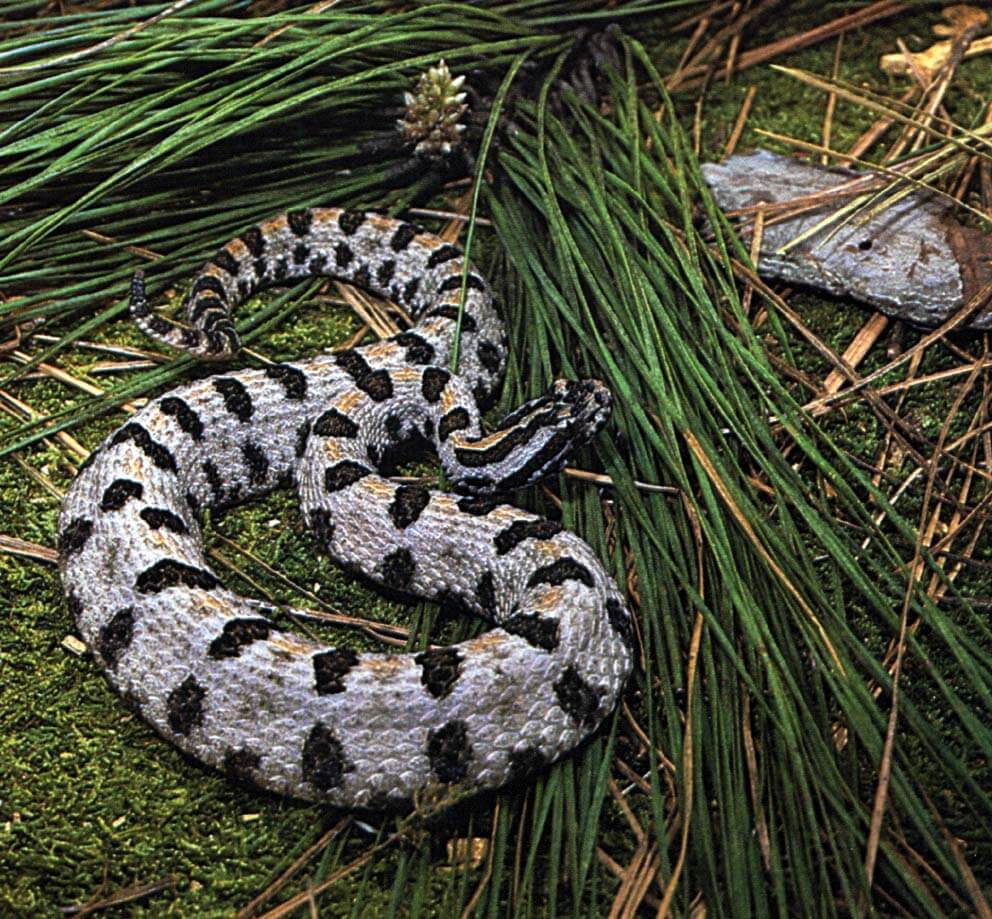 Western pygmy rattlesnake