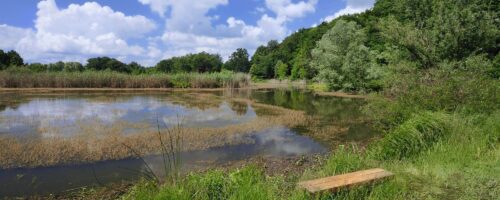 Wetlands provide ecological and economic benefits thumb