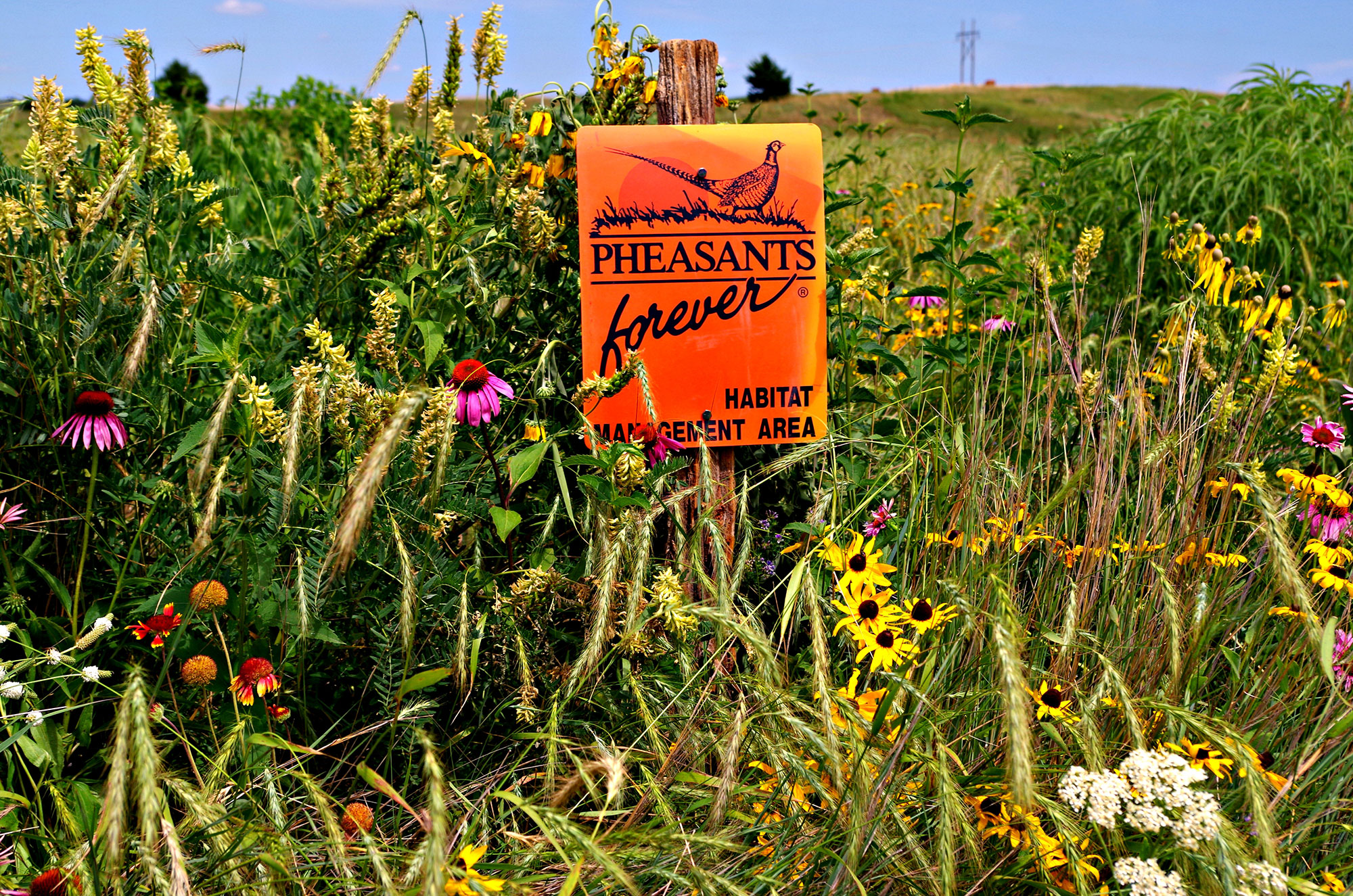 Pheasants Forever habitat management area
